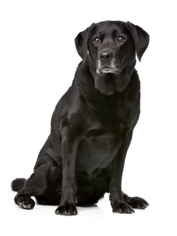 Old Black Labrador With Gray Hairs