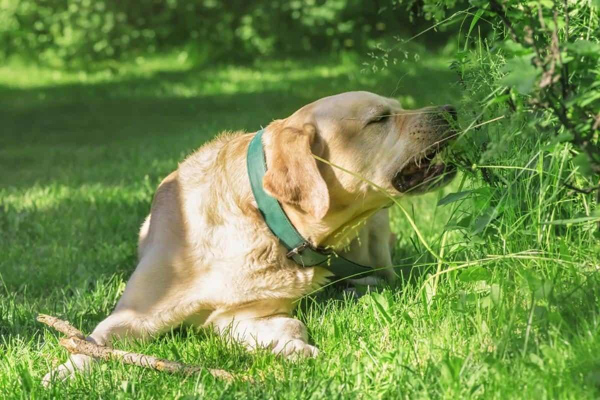 A Labrador Eating Grass. Pica In Labradors