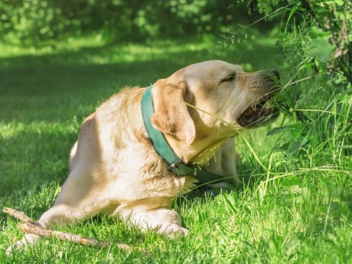 A Labrador Eating Grass. Pica In Labradors