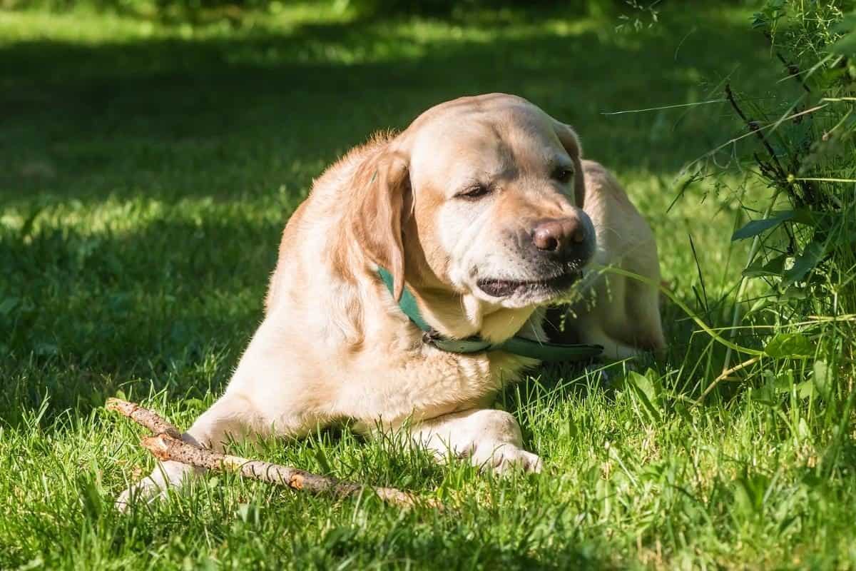 A Labrador eating grass and sitting on it