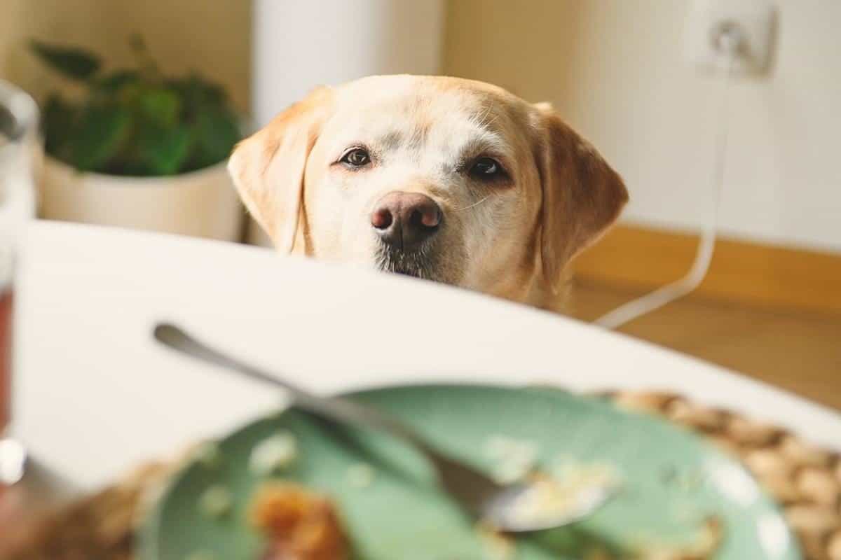 A Lab looking up at table scraps. Why Do Labradors Eat So Much?