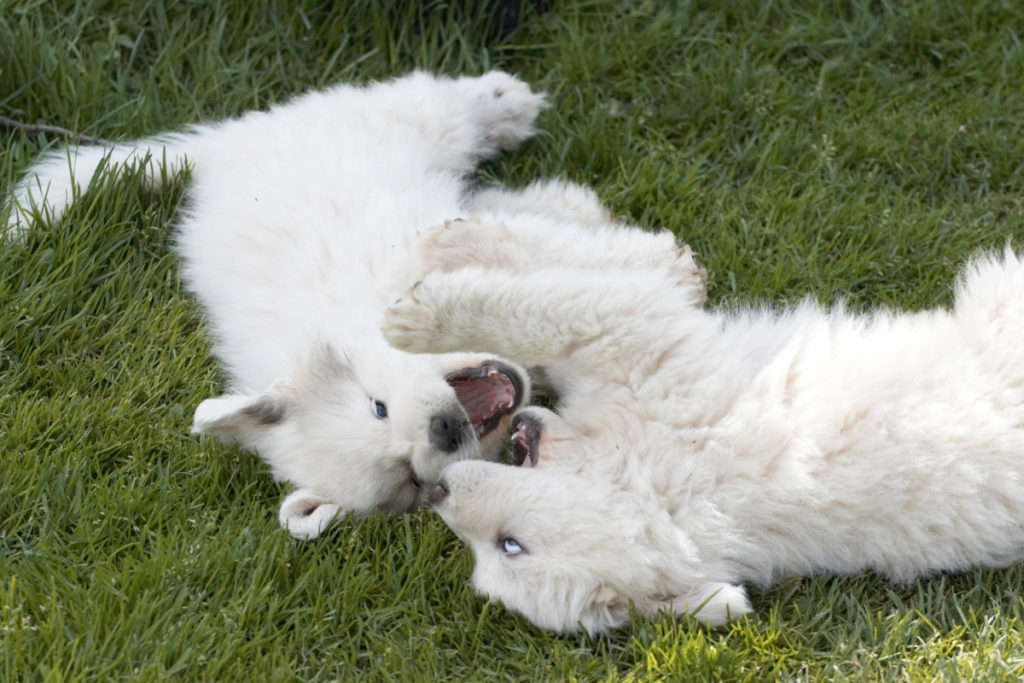 Two Great Pyrenees Puppies. Are Great Pyrenees Good Dogs?