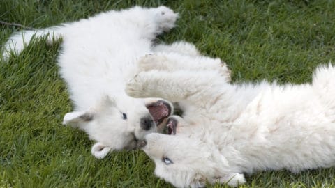 11 Reasons Why Great Pyrenees Are Good Dogs