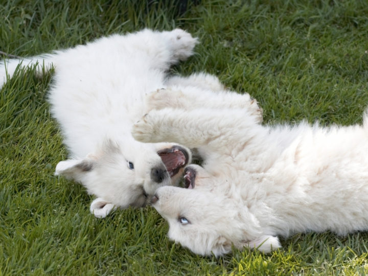 Two Great Pyrenees Puppies. Are Great Pyrenees Good Dogs?