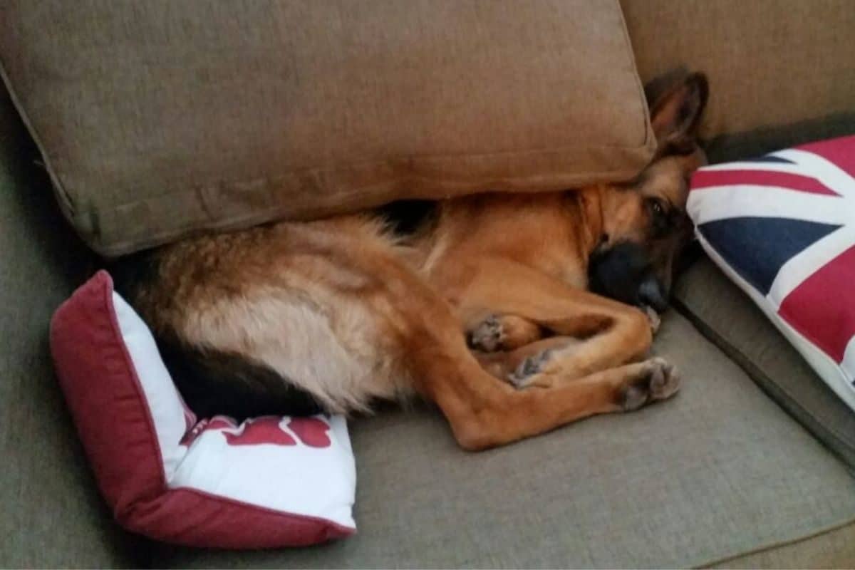 A GSD Resting on the Couch. German Shepherd First Heat