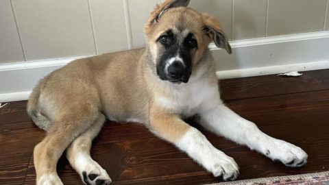 German Shepherd Great Pyrenees Mix (Size, Traits, & Care)