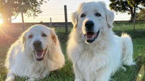 Great Pyrenees Lab Mix: Size, Cost, Traits, Care, & More!