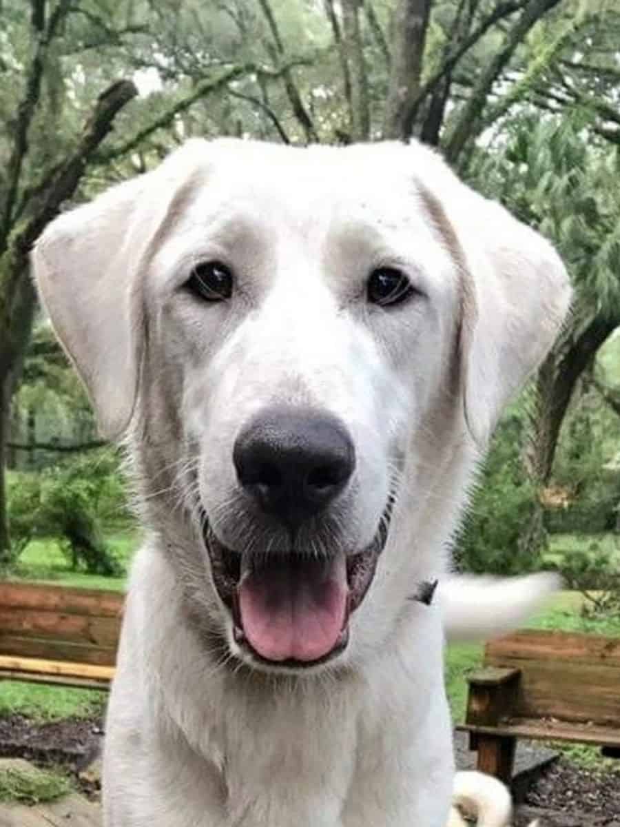 Great Pyrenees Lab Mix. Are Pyradors Good Dogs?