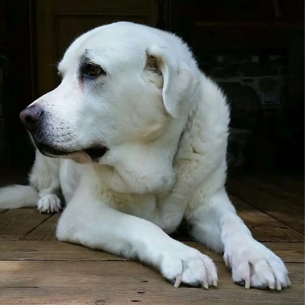 Great Pyrenees Labrador Mix. How To Train a Great Pyrenees Lab Mix 