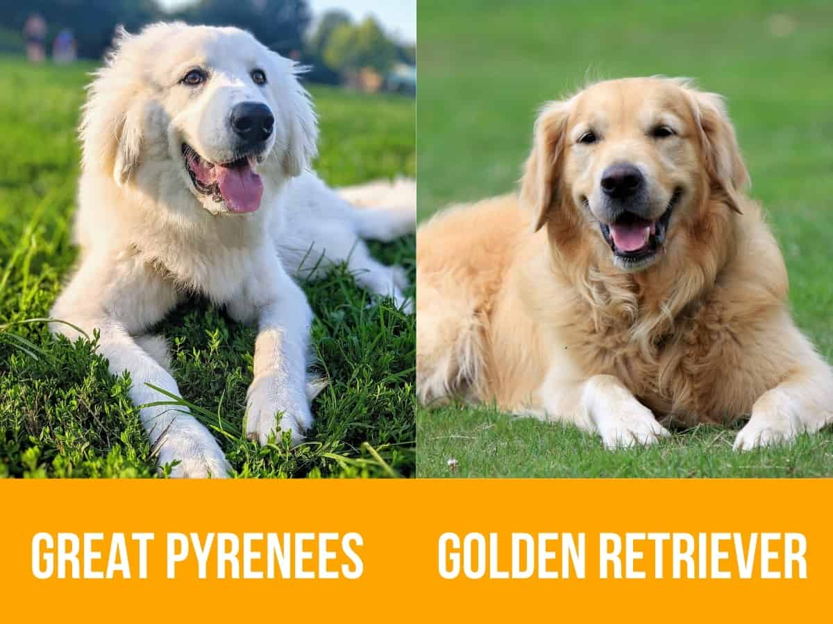 Great Pyrenees and Golden Retriever