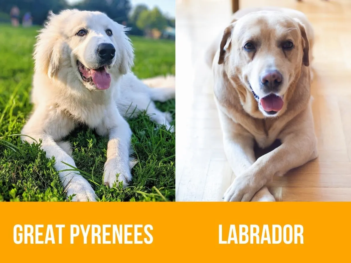 Great Pyrenees and Labrador