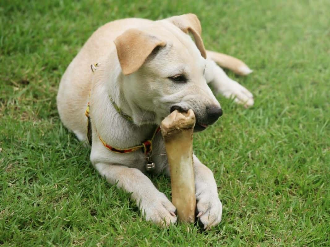Labrador Eating Bone