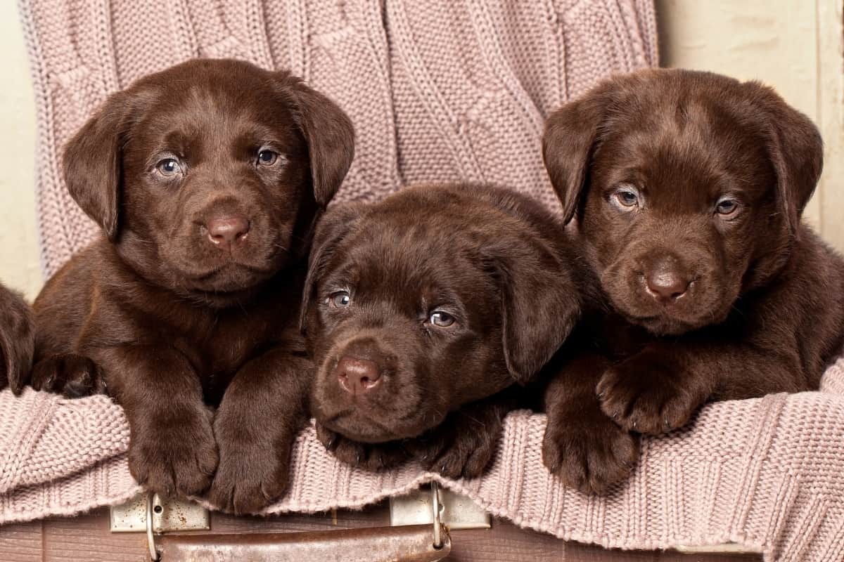 Chocolate Lab Puppies. Labrador Pros and Cons