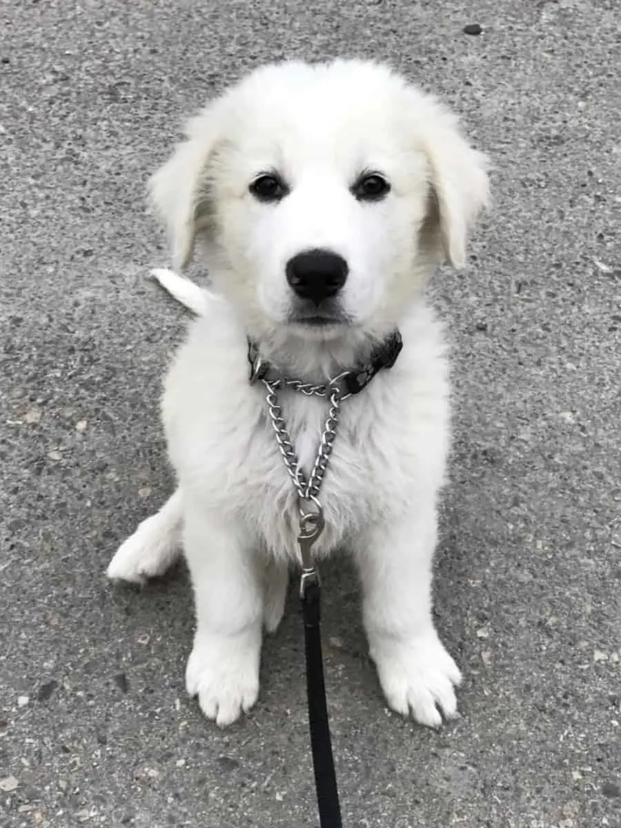 Pyrador. What Does a Great Pyrenees Lab Mix Look Like?