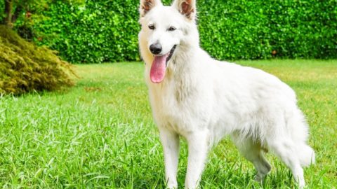Swiss Shepherd: Traits, Care, Size, Rarity, Cost & More!