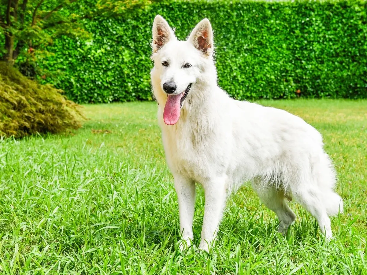 How Much Does A White Shepherd Cost