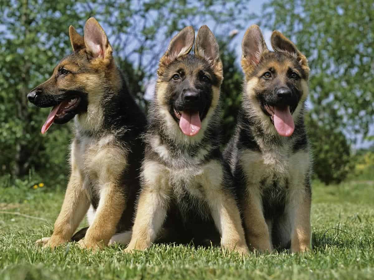 3 German Shepherd Puppies