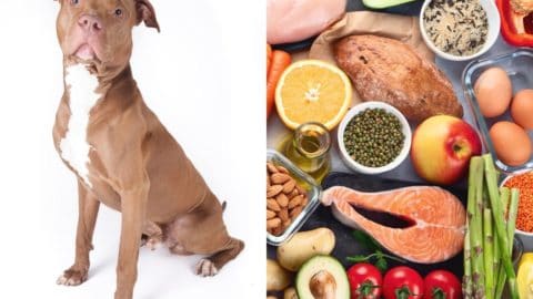 Best Diet for Pitbulls: Nutrition, What To Feed, and More!