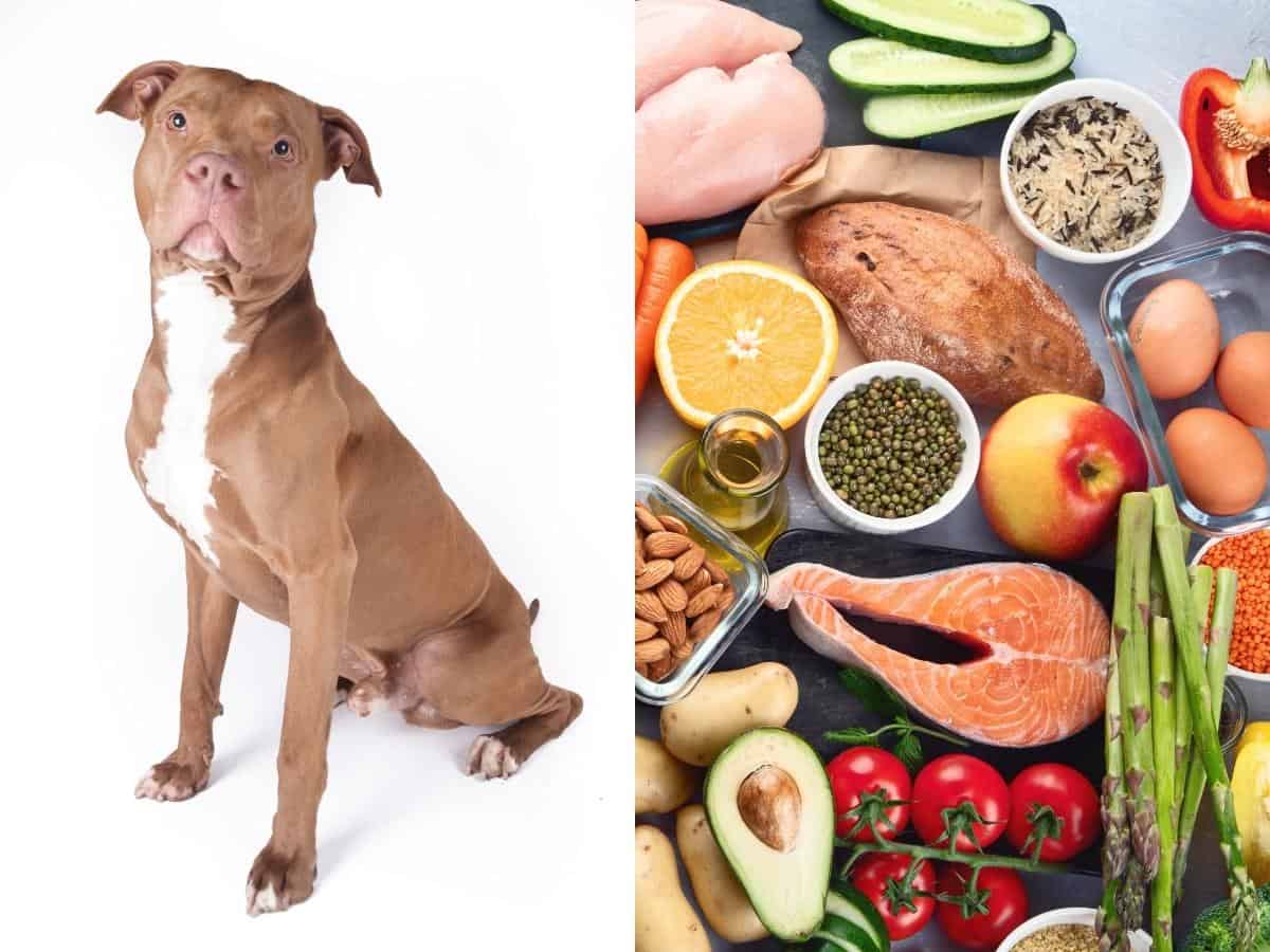 Best Diet for Pitbulls. A Pitbull with a range of healthy foods.