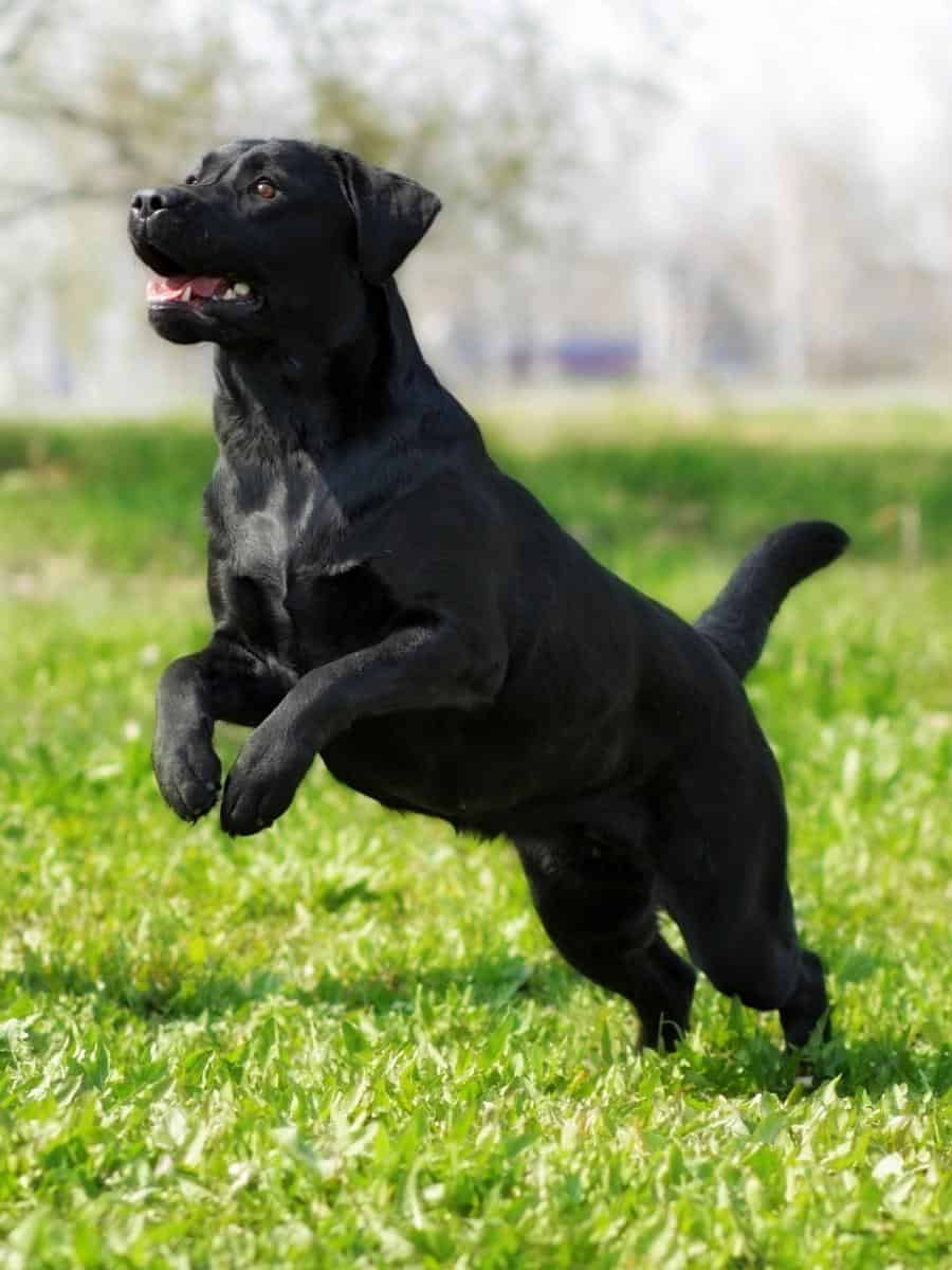 Black Labrador Running