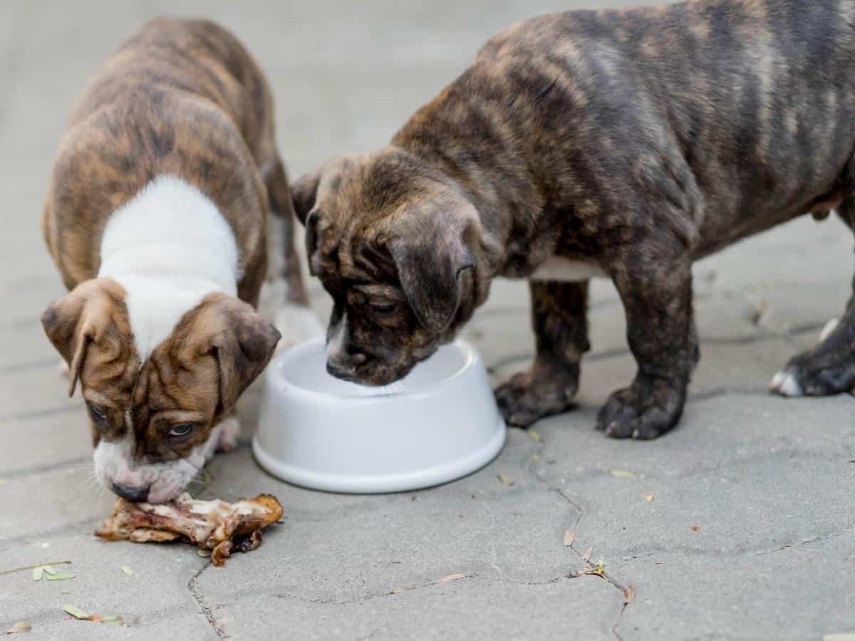 Can Pitbulls Eat Bones? Two Pitbull puppies eating a bone.