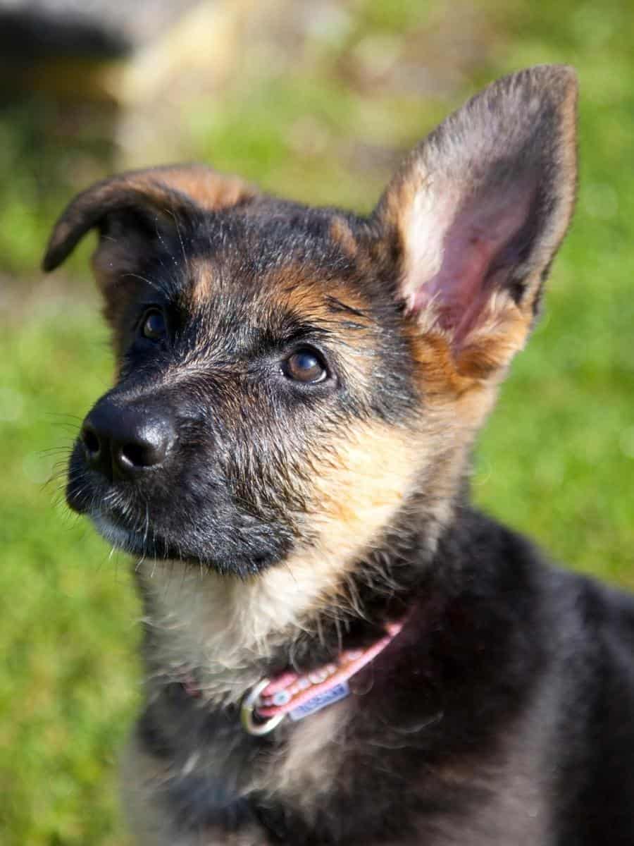 GSD Puppy Ears Developing and having one ear up 