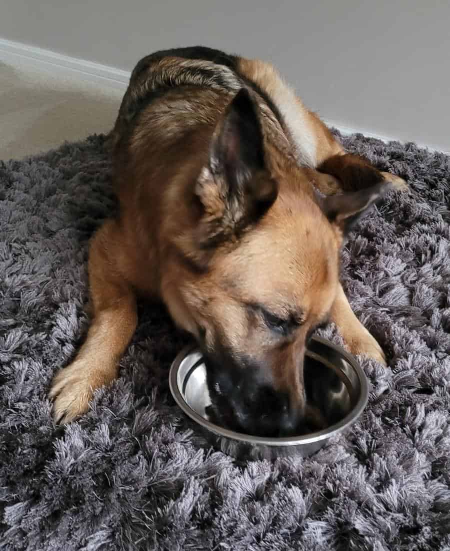German Shepherd Diet. A GSD eating from a bowl lying down.