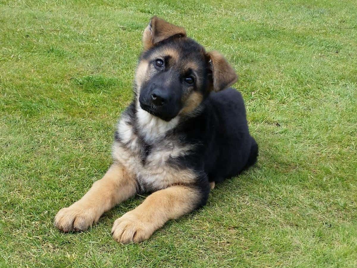 An 11 week old GSD puppy with floppy ears. 