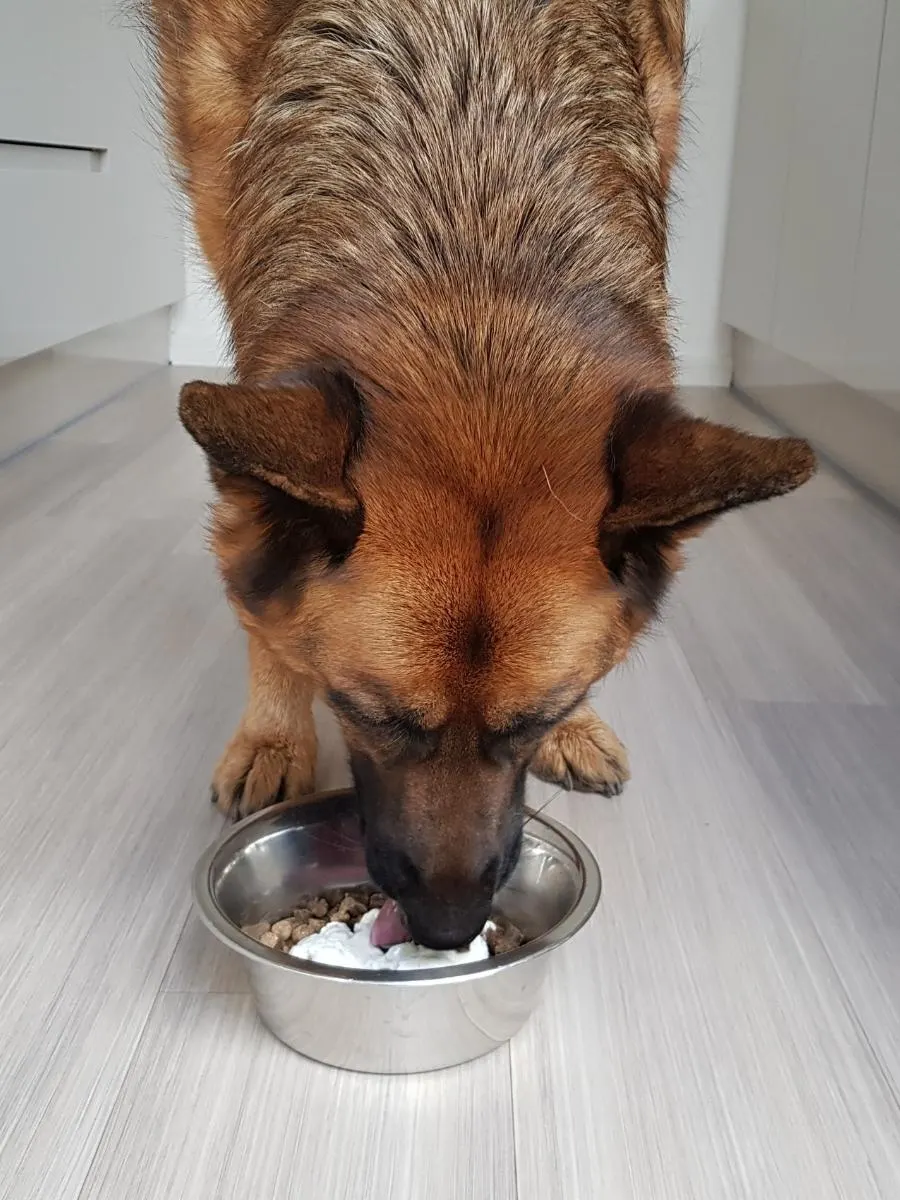 German Shepherd Eating Dry Food With Yogurt. How To Get Your Dog To Eat Kibble.
