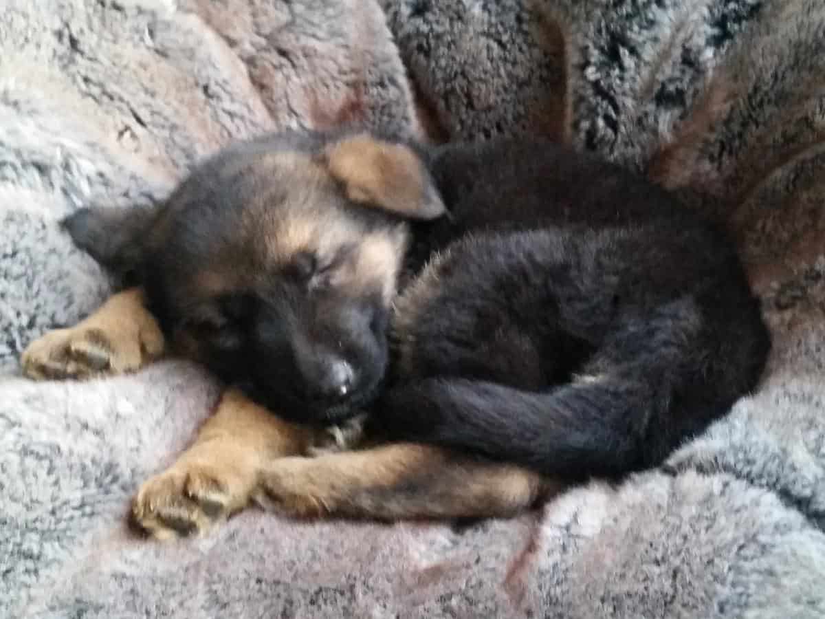 German Shepherd Puppy. How Much Food Should a GSD Puppy Eat?