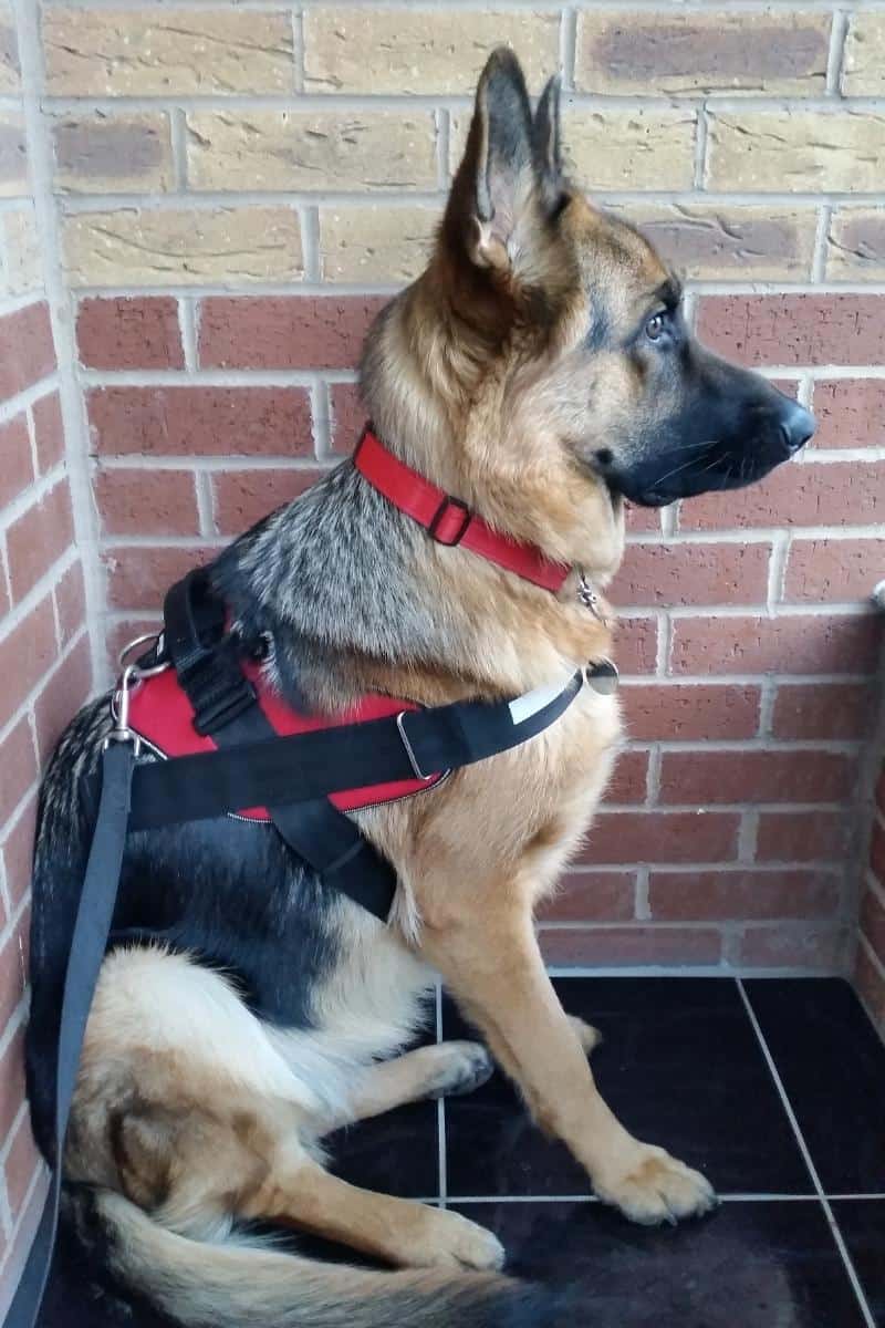 German Shepherd at 9 Months with both ears upright
