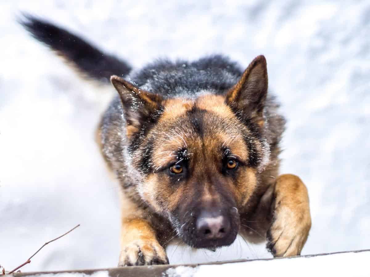 A GSD Running in the snow. How To Calm a Hyper German Shepherd