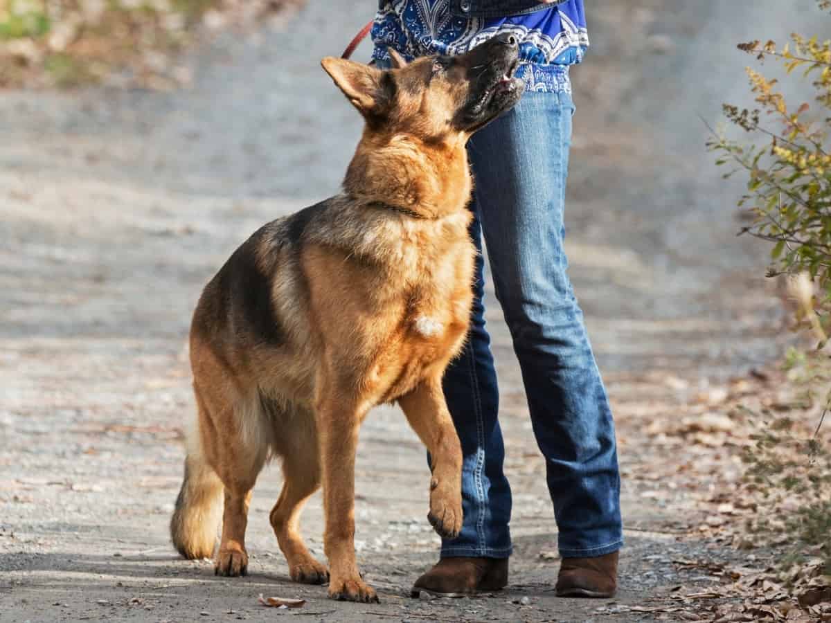 How To Train German Shepherd To Heel