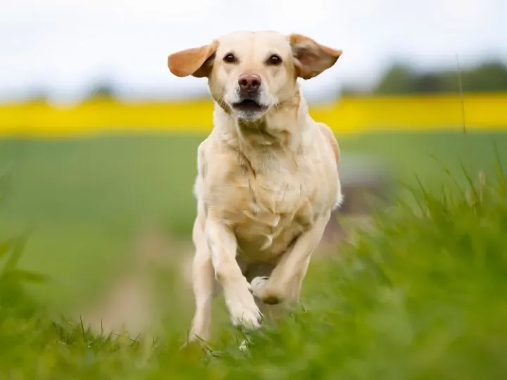 A Labrador running. How to Train a Labrador Recall