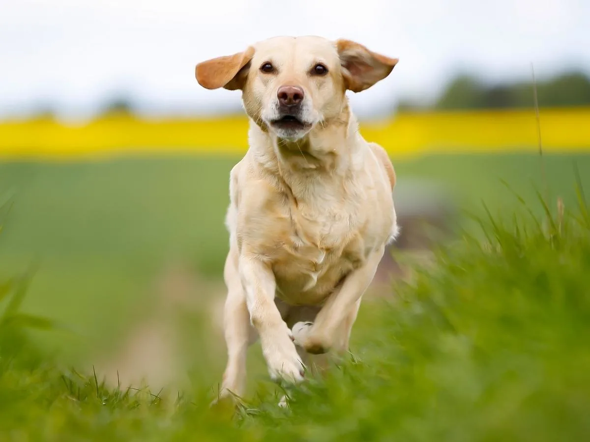 A healthy Labrador running in a field.