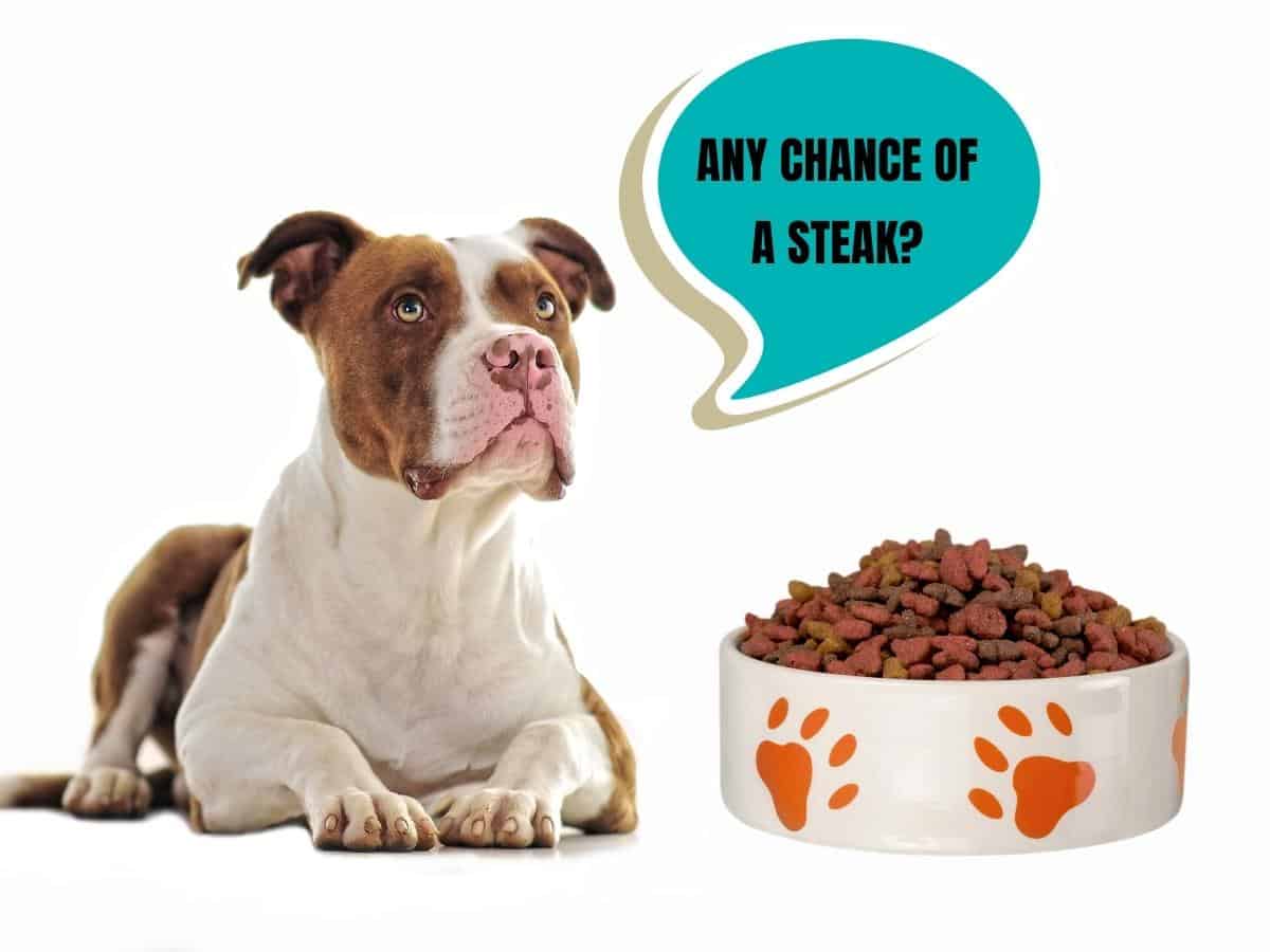A Pitbull does not want his kibble. Why Won't My Pitbull Eat?