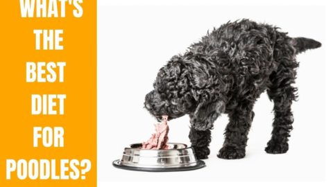 Best Diet For Poodles (Nutrition Every Poodle Needs)