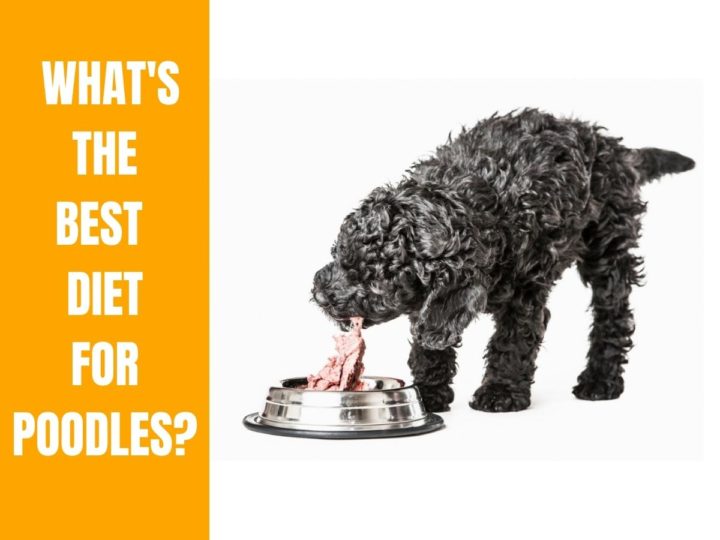 A Poodle eating meat from its bowl. Best Diet for Poodles