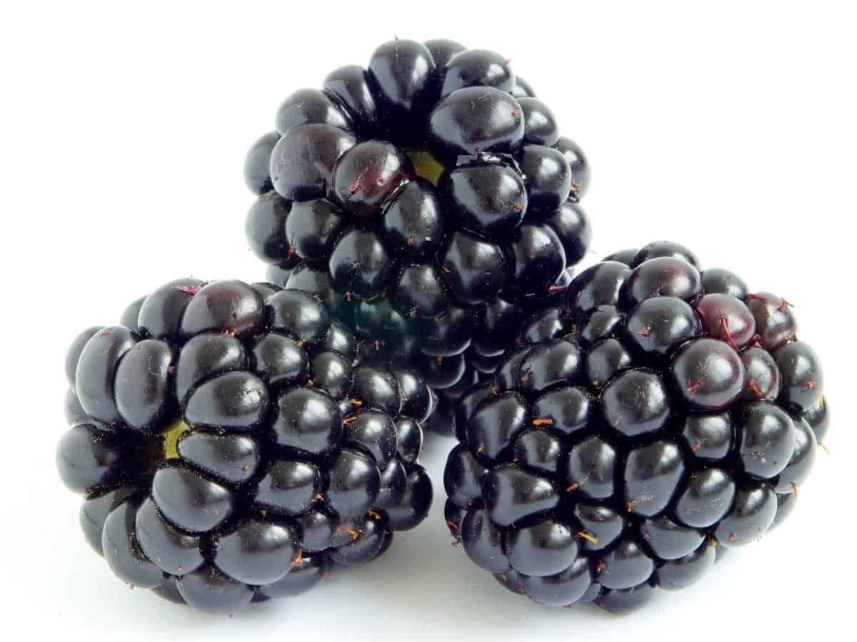 Bunch of blackberries ready to feed your dog