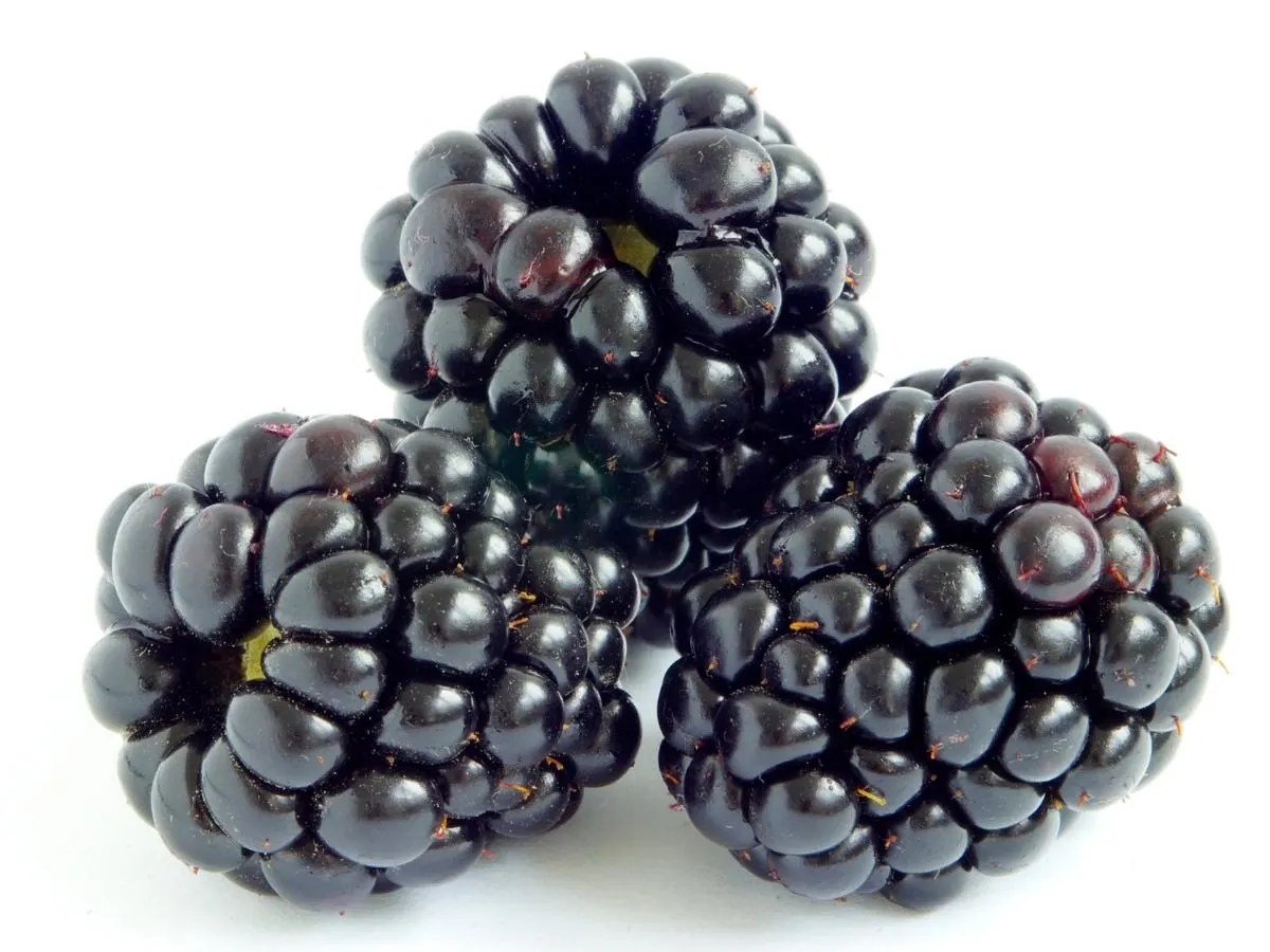 What Human Foods Can Pitbulls Eat?Blackberries