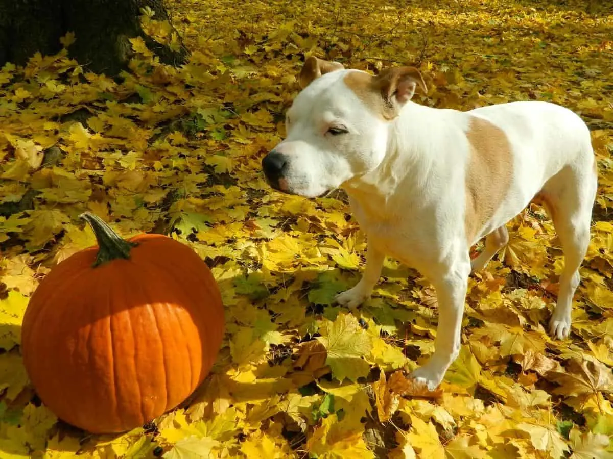 Can Pitbulls Eat Pumpkin? What Human Foods Can Pitbulls Eat? A Pitbull looking at a pumpkin.
