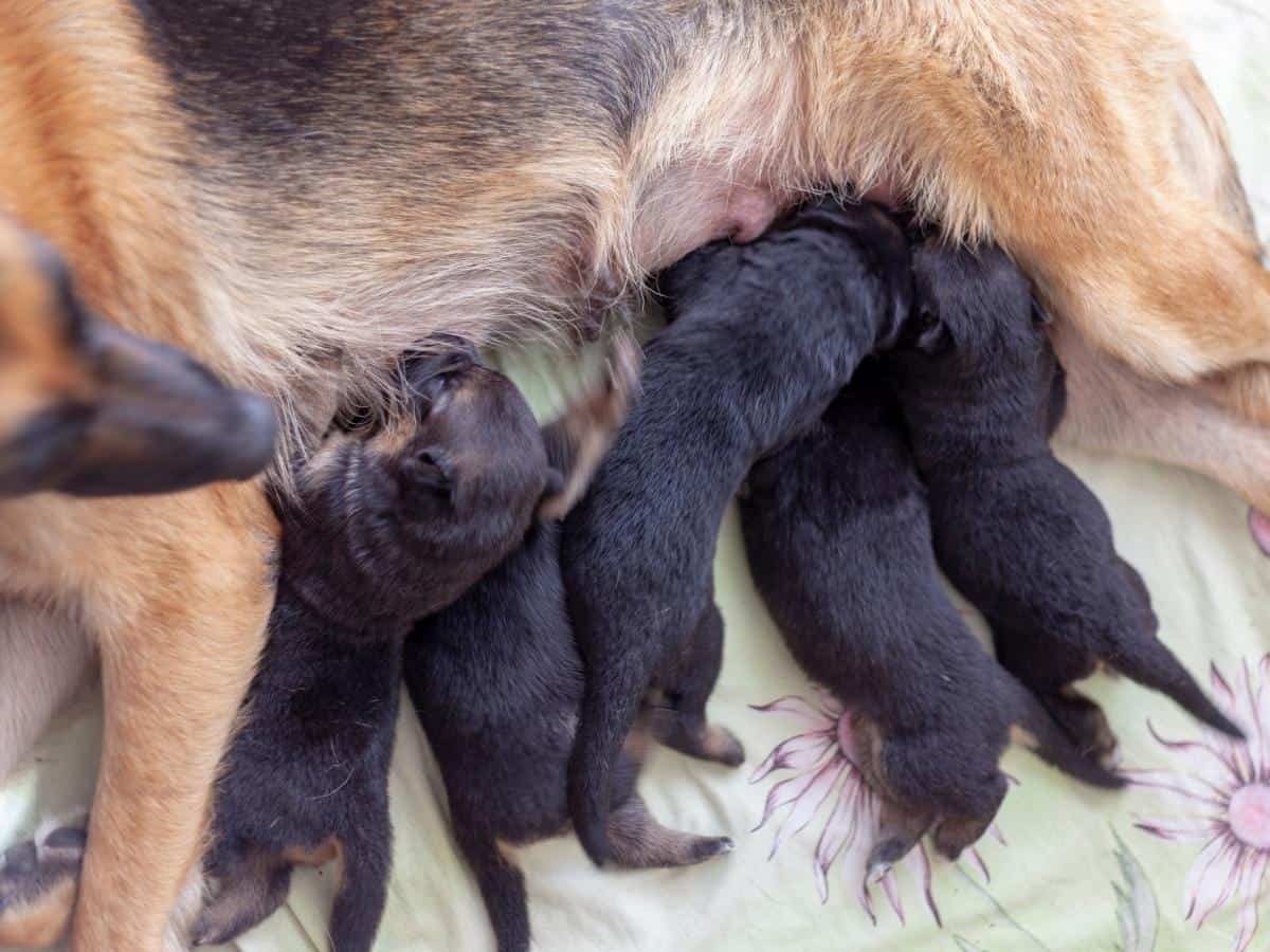 A German Shepherd feeding her pups.