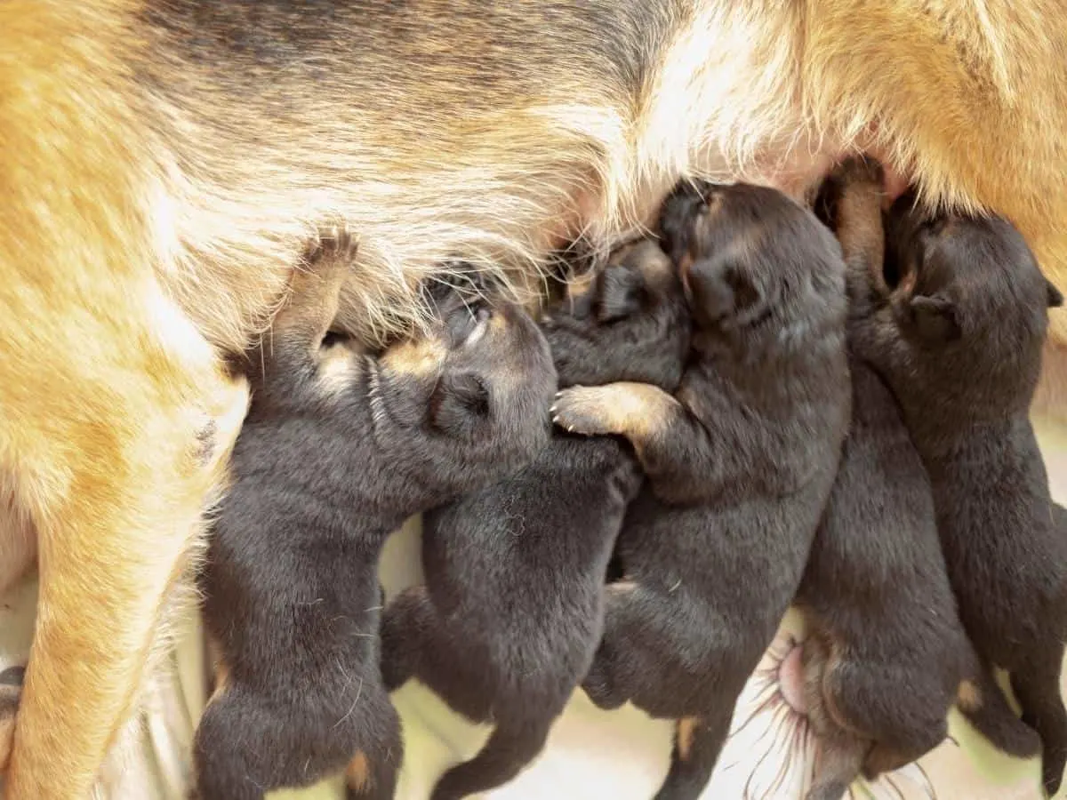 Best Age To Breed a German Shepherd. A GSD feeding her puppies.