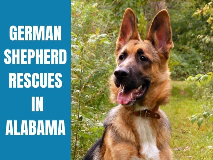 German Shepherd Rescues In Alabama