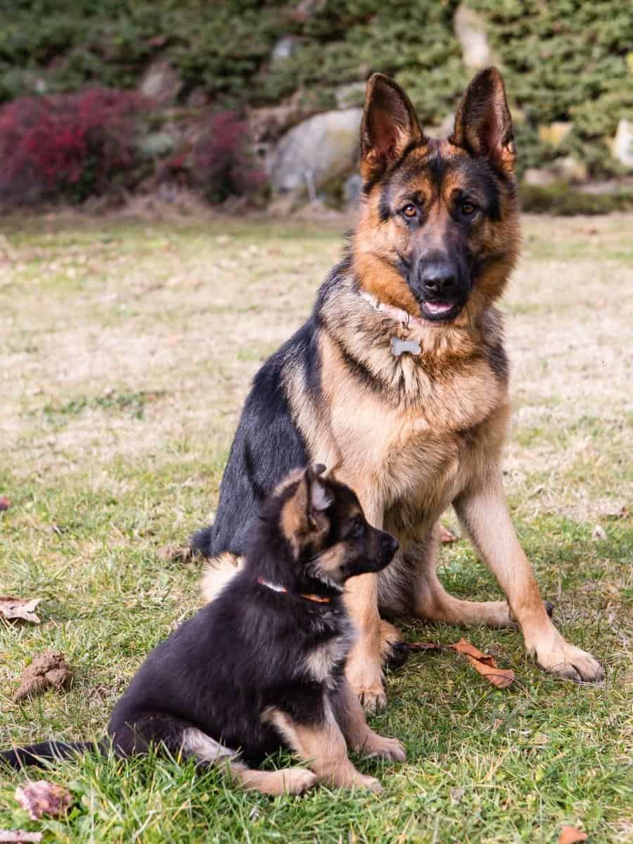 German Shepherd With Pup