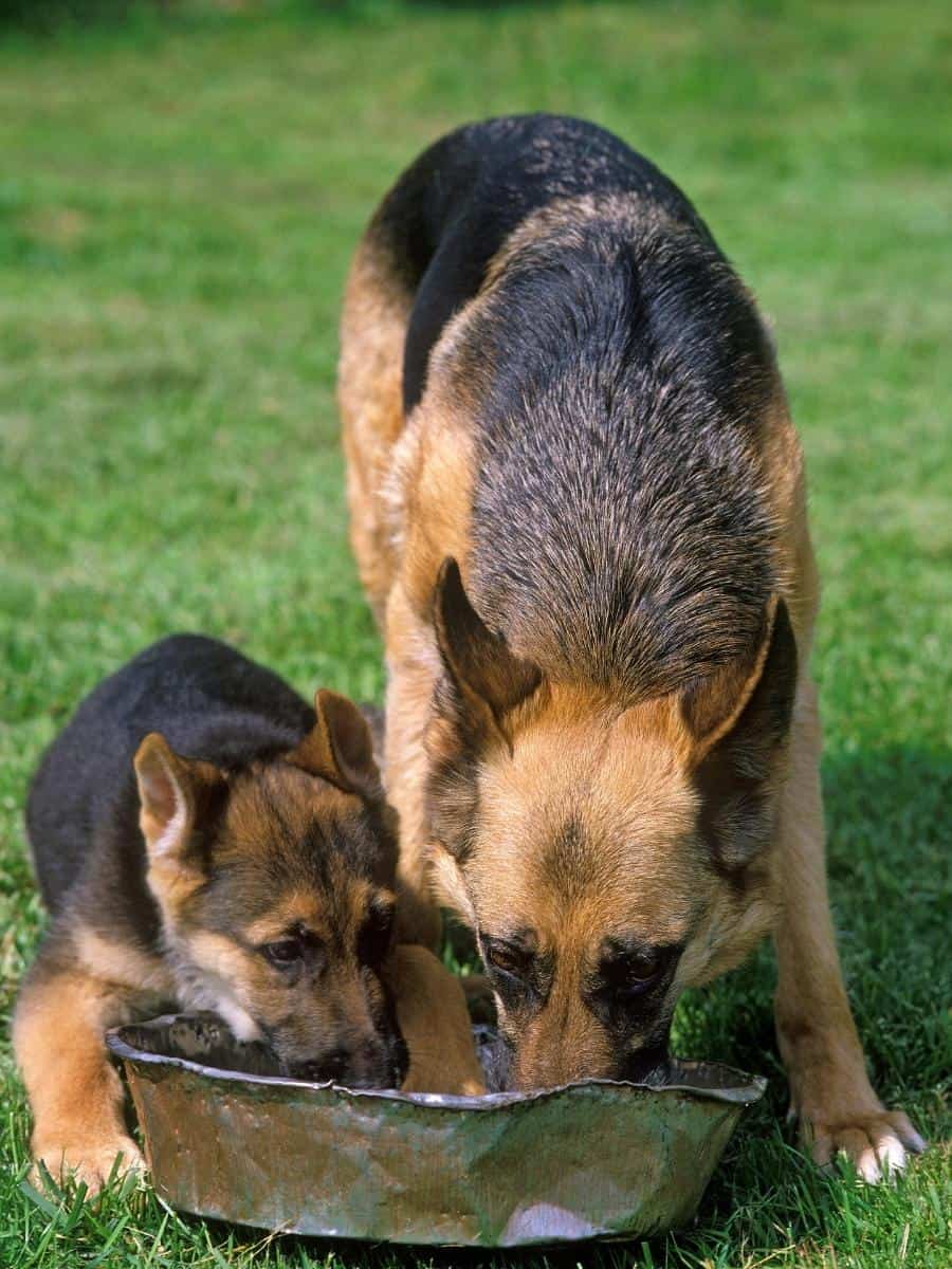 German Shepherd and Puppy Drinking From Bowl