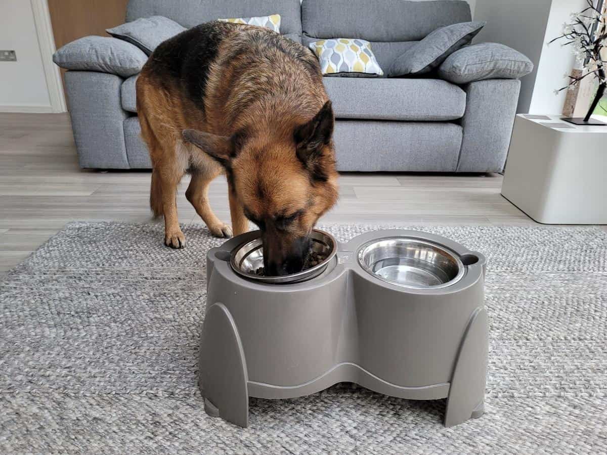 A GSD Eating from its bowl. How Often Should You Feed a German Shepherd?