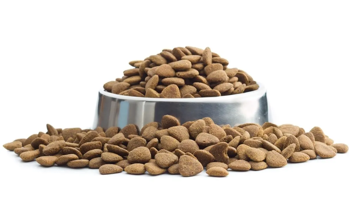 Kibble. What Is The Best Diet For Poodles? Dry Dog Food (Kibble) in a dog bowl.