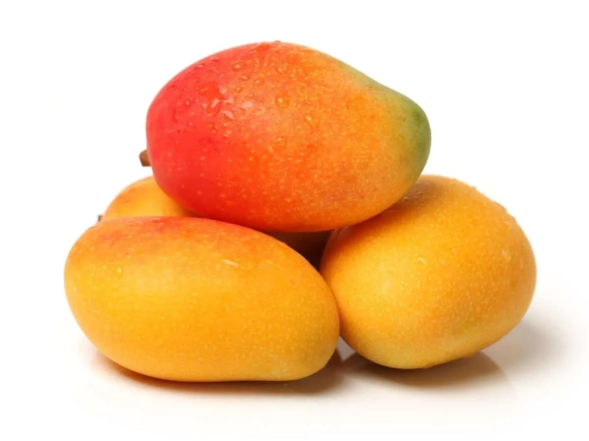 What Human Foods Can Pitbulls Eat?Mango