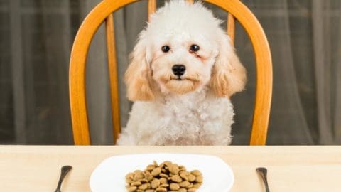 Poodle Won't Eat? (How To Get Your Poodle Eating Again)!